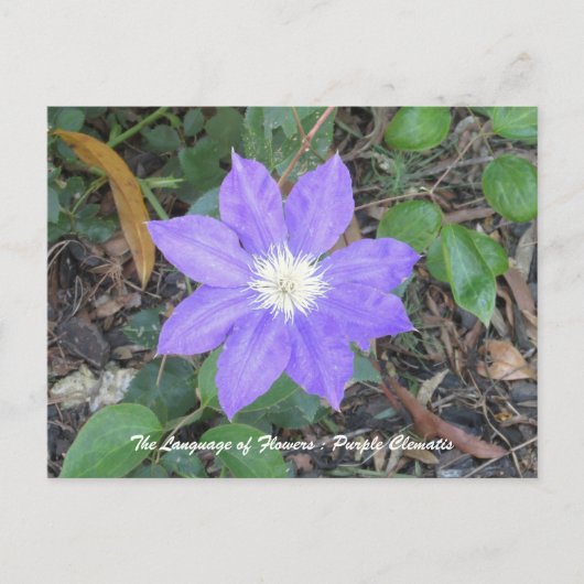 Paars Clematis Briefkaart (Voorkant)