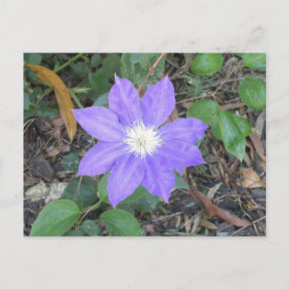 Paars Clematis Briefkaart