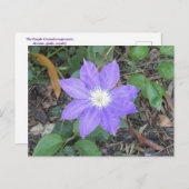 Paars Clematis Briefkaart (Voorkant / Achterkant)