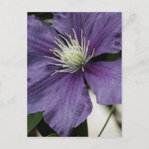 Paars Clematis Briefkaart