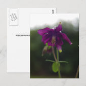 Paars Columbine Briefkaart (Voorkant / Achterkant)