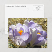 Paars Crocus Briefkaart (Voorkant / Achterkant)