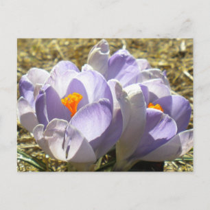 Paars Crocus Briefkaart