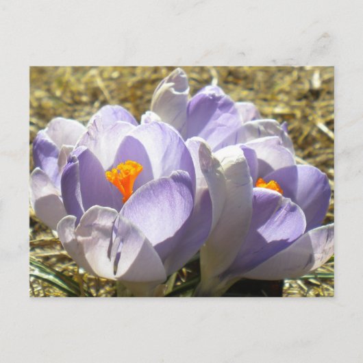 Paars Crocus Briefkaart (Voorkant)