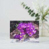 Paars Crocus Briefkaart (Staand voorkant)
