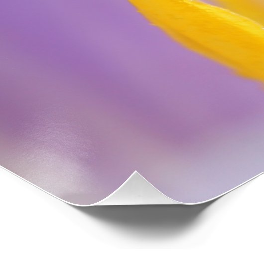 Paars Crocus Flower Saffron Stigma Perfect Poster (Hoek)