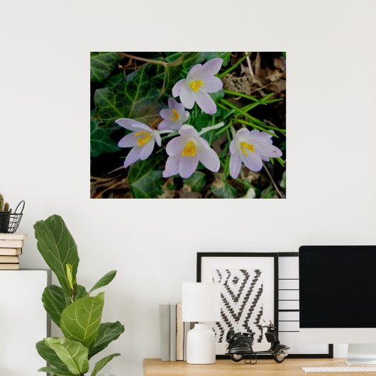 Paars Crocus Poster (Thuiskantoor)