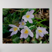 Paars Crocus Poster (Voorkant)