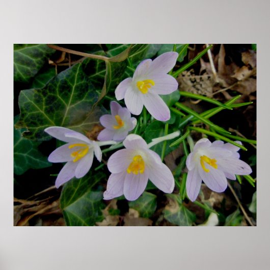 Paars Crocus Poster (Voorkant)