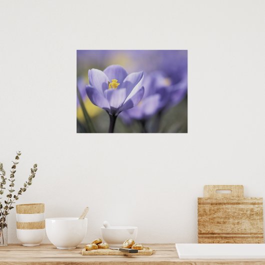 Paars Crocus poster (Keuken)