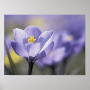 Paars Crocus poster