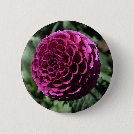 Paars Dahlia Button (Voorkant)