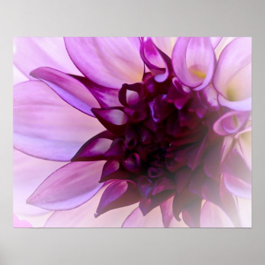 Paars Dahlia Poster (Voorkant)