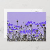 Paars Daisies Briefkaart (Voorkant / Achterkant)