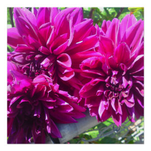 Paars Dhalia Flower Perfect Poster