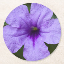Paars Dwarf Mexican Petunia