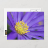Paars en geel briefkaart (Voorkant / Achterkant)