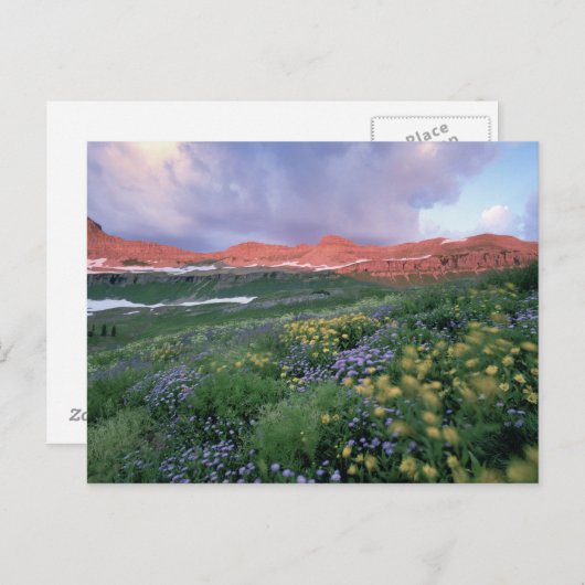 Paars Fleabane (erigeron peregrinus) en geel Briefkaart (Voorkant / Achterkant)