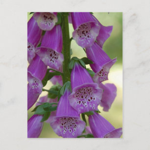 Paars Foxglove Briefkaart
