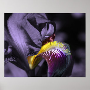 Paars gekruiste Iris Flower Petal Poster