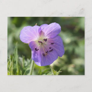 Paars Geranium Briefkaart