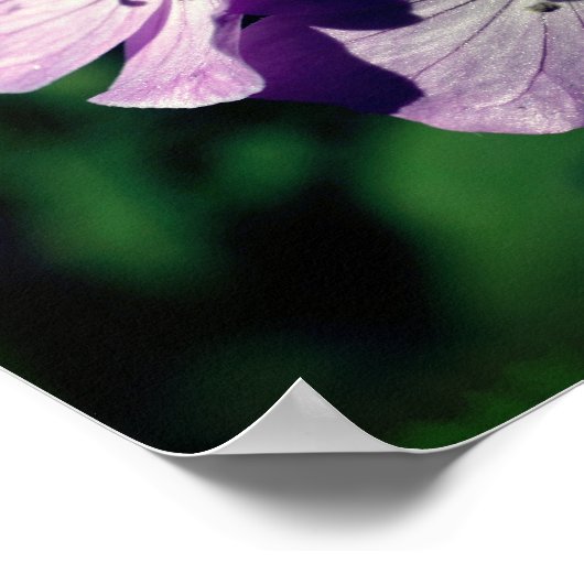 Paars-geraniumventilator sluit dicht Poster (Hoek)