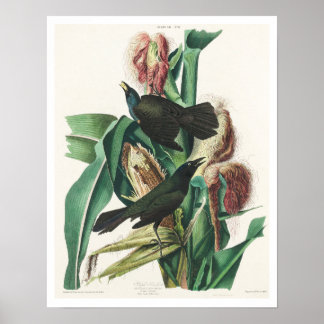 Paars Grakle of Common Crow Blackbird by Audubon Poster
