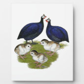 Paars-Guinea Fotoplaat (Voorkant)