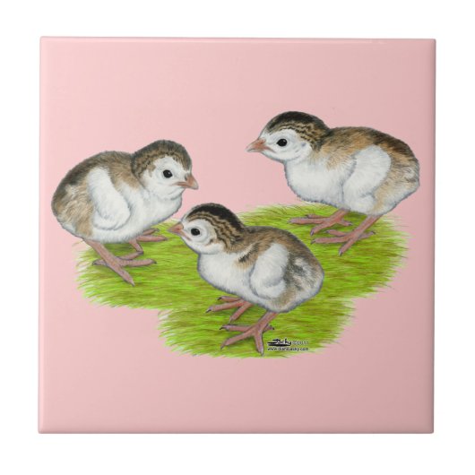 Paars Guinee Keets Tegeltje (Voorkant)