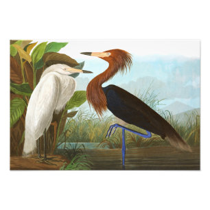 Paars Heron door John James Audubon Foto Afdruk