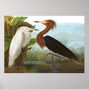 Paars Heron door John James Audubon Poster