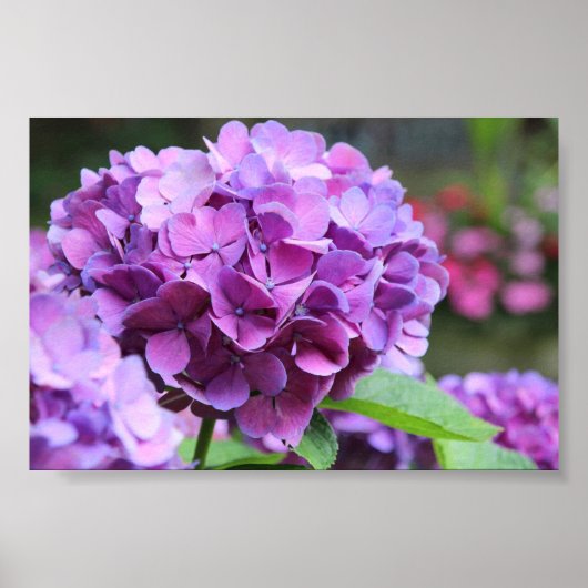 Paars Hydrangea Waarde Poster (Voorkant)