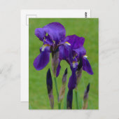 Paars Iris Briefkaart (Voorkant / Achterkant)