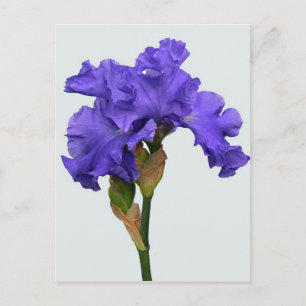 Paars Iris Floral Foto Briefkaart