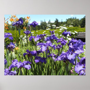 Paars Iris Garden Poster