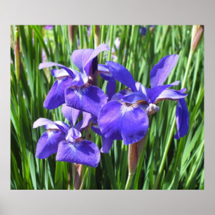 Paars Irises Poster