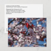 Paars-leaved Plum Briefkaart (Voorkant / Achterkant)