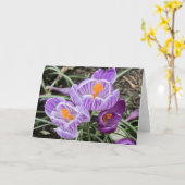 Paars lentescrocussen. kaart (Gele Bloem)