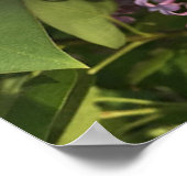 Paars Lila Poster (Hoek)