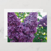 Paars Lilacs Briefkaart (Voorkant / Achterkant)