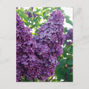 Paars Lilacs Briefkaart