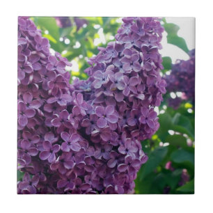 Paars Lilacs Tile Tegeltje
