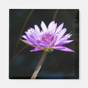 Paars Lotus Waterlily magnet Magneet