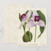 Paars Lycaste Orchid Botanisch Briefkaart (Voorkant / Achterkant)