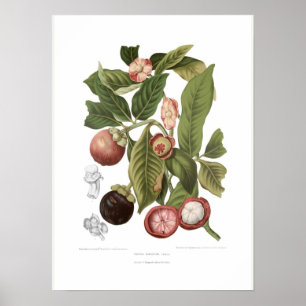 Paars Mangosteen Poster