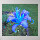 Paars N Turquoise Daylily Poster (Voorkant)