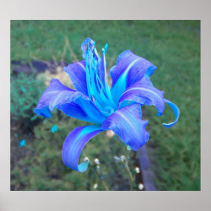 Paars N Turquoise Daylily Poster