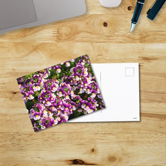Paars Nemesia Flowers Briefkaart