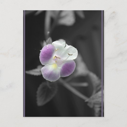 Paars op zwart briefkaart (Voorkant)
