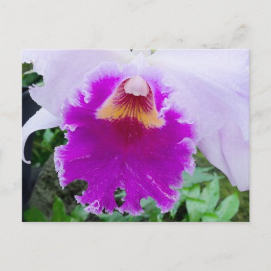 Paars Orchid Bloom Briefkaart (Voorkant)